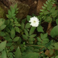 Rubus rosifolius Sm.